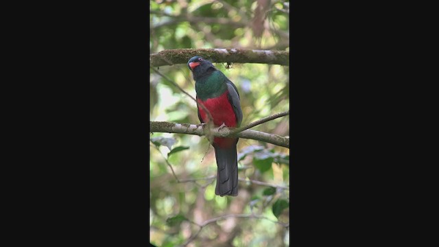 Gri Kuyruklu Trogon - ML401352031