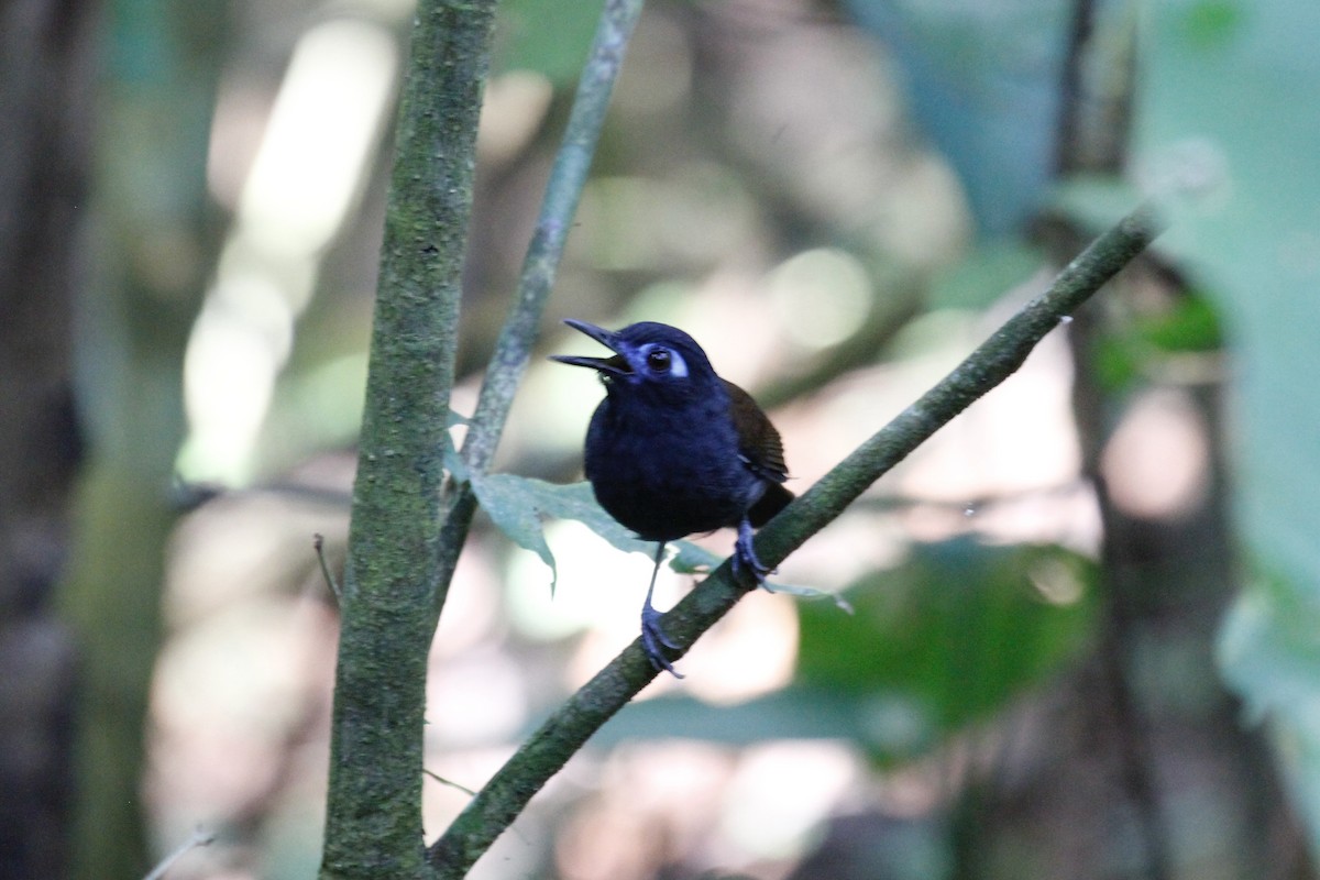 Chestnut-backed Antbird (Chestnut-backed) - Austin C & Haocong R