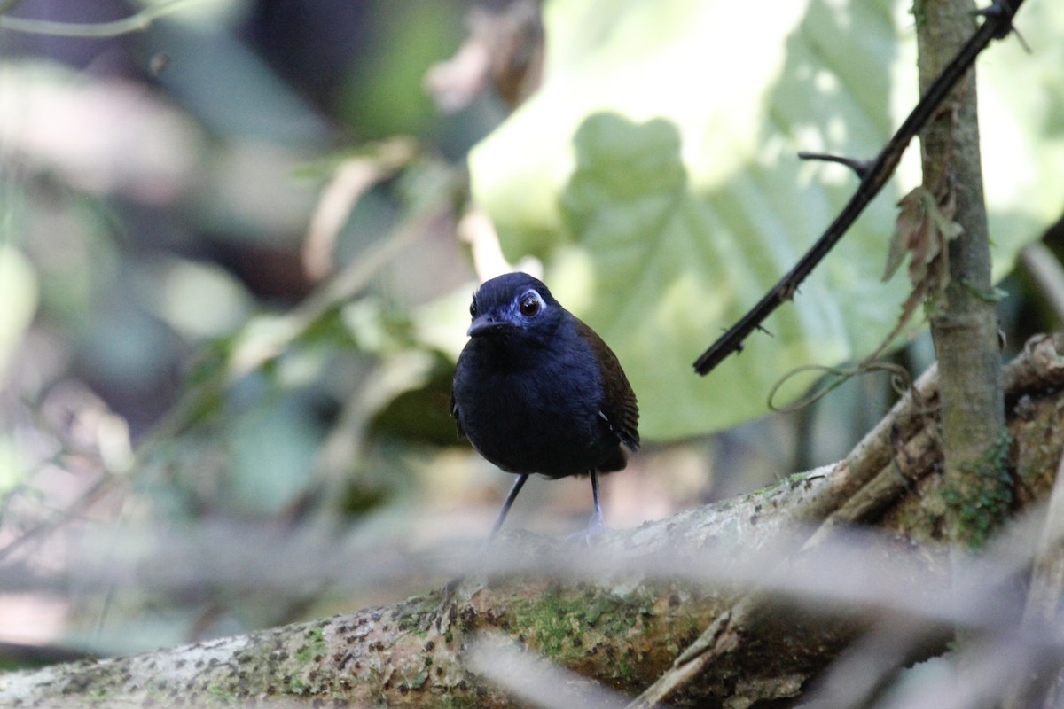 Chestnut-backed Antbird (Chestnut-backed) - Austin C & Haocong R