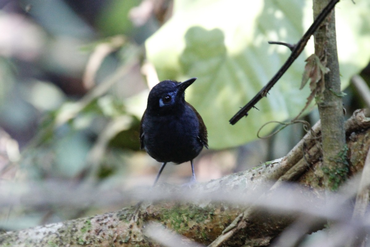 Chestnut-backed Antbird (Chestnut-backed) - ML401352771