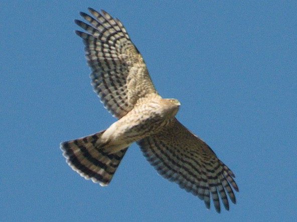 Sharp-shinned Hawk (Northern) - ML40135361