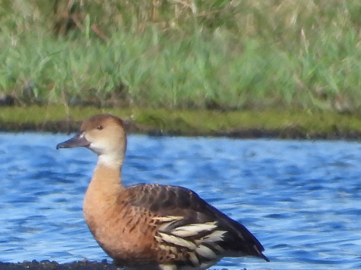 whistling-duck sp. - Elijah Bartlett