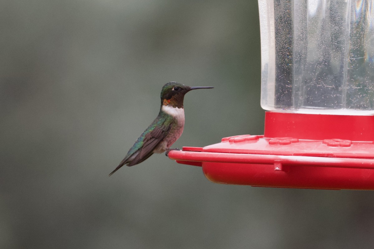 Ruby-throated Hummingbird - John Breker