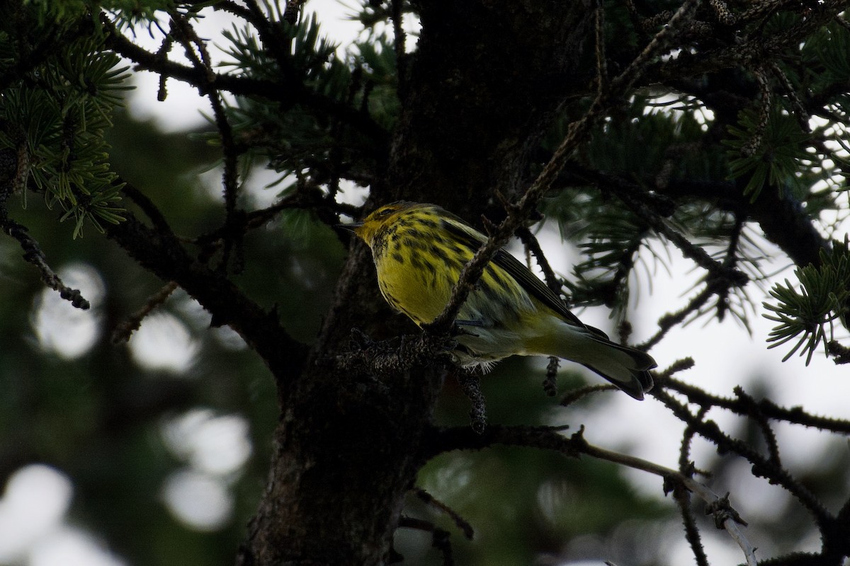 Cape May Warbler - ML401356071