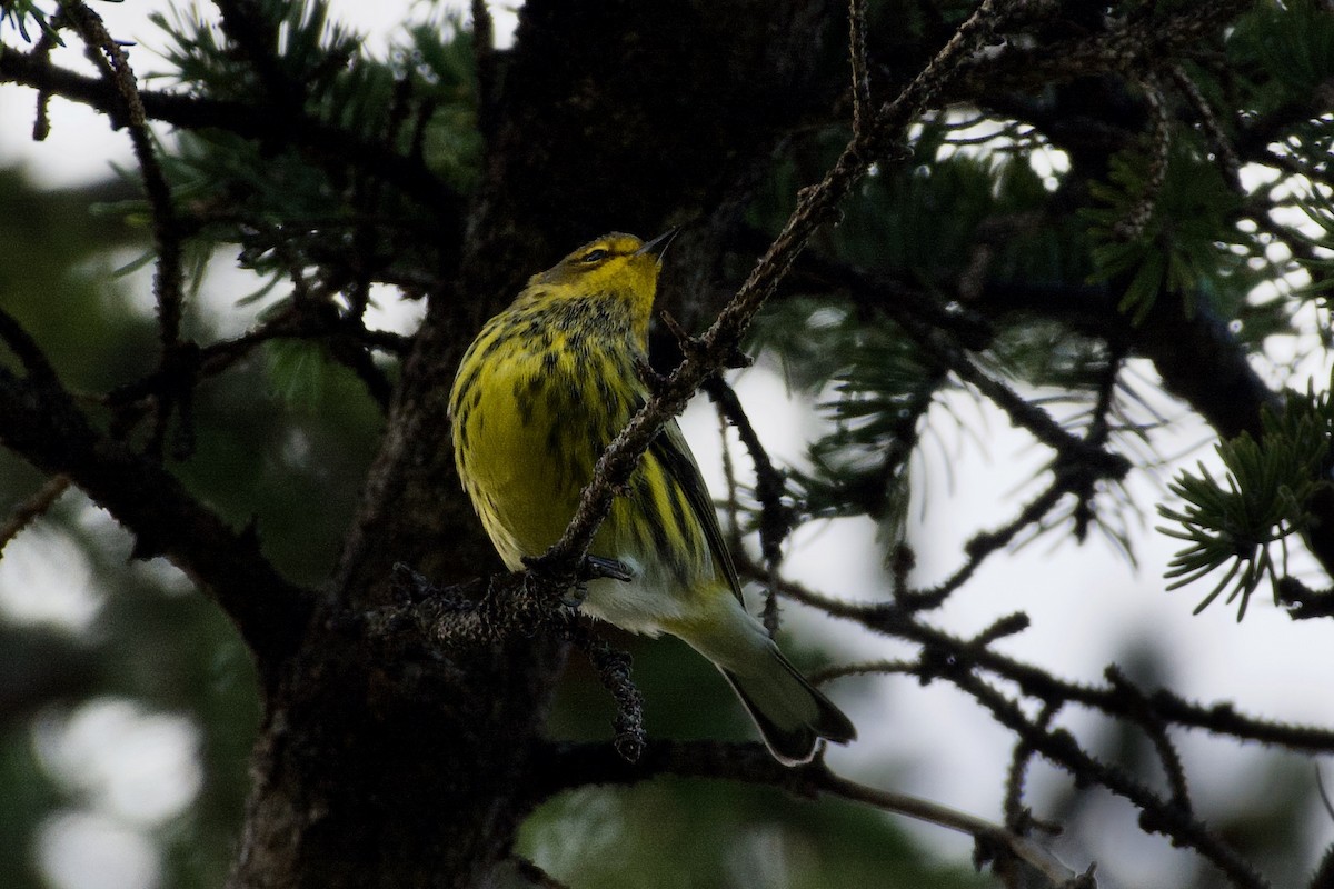 Cape May Warbler - ML401356191