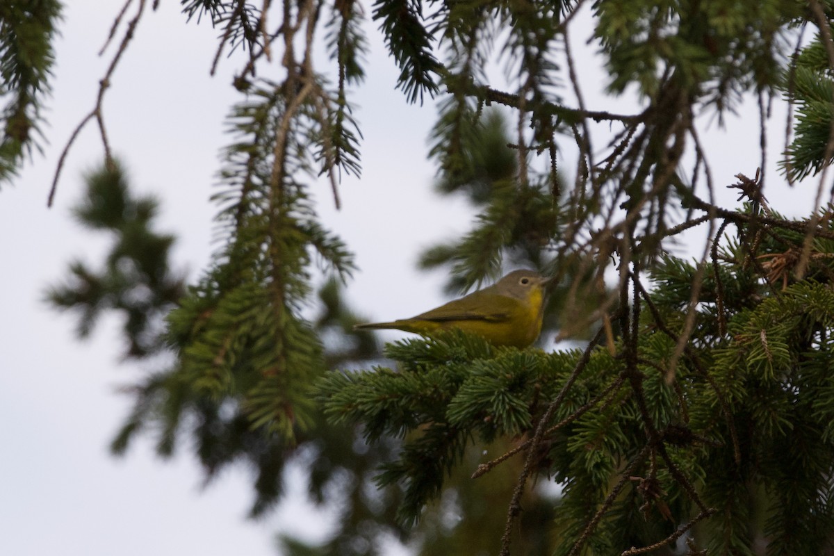 Nashville Warbler - ML401356241