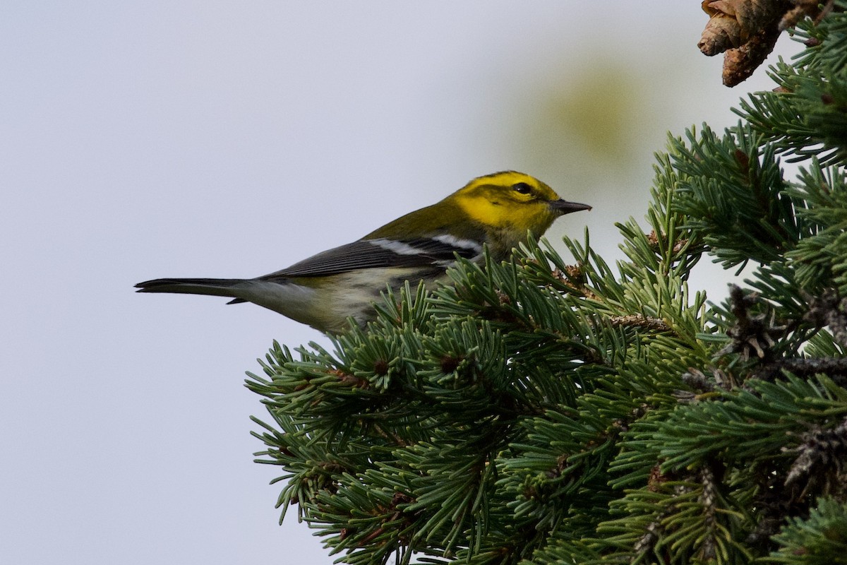 Black-throated Green Warbler - ML401356311