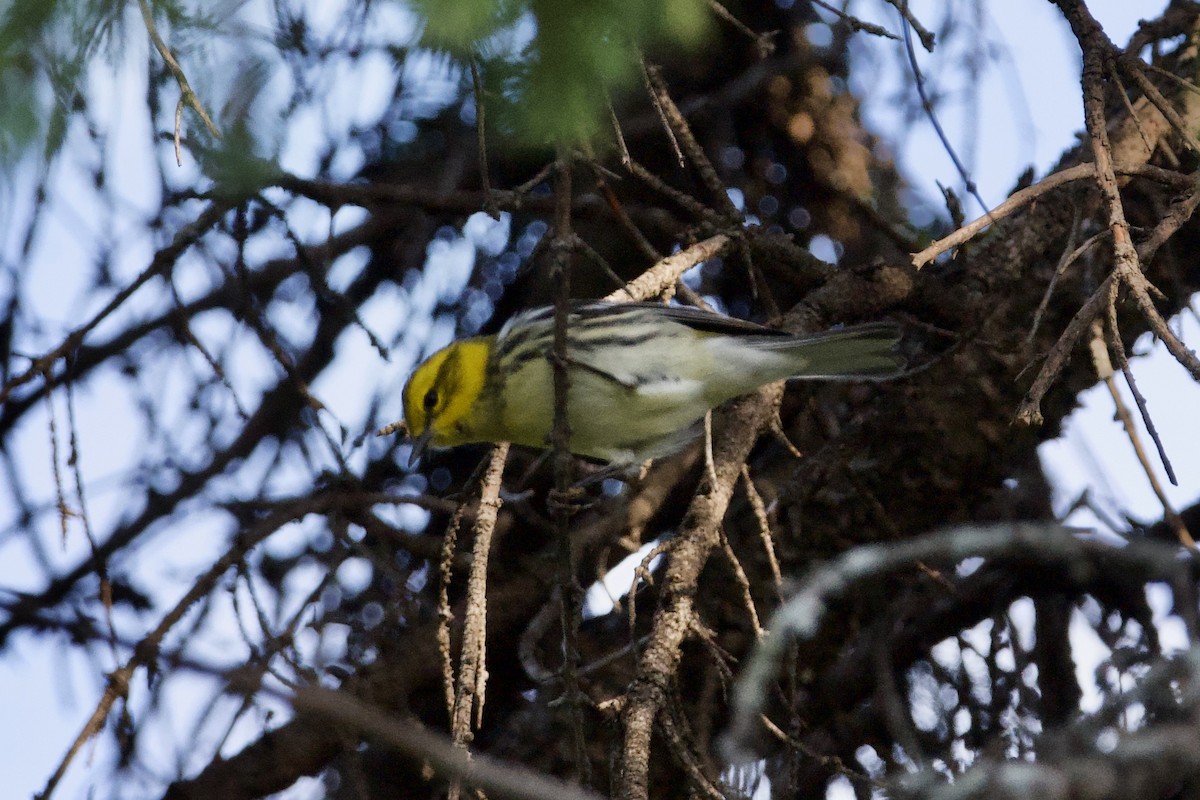 Black-throated Green Warbler - ML401356371