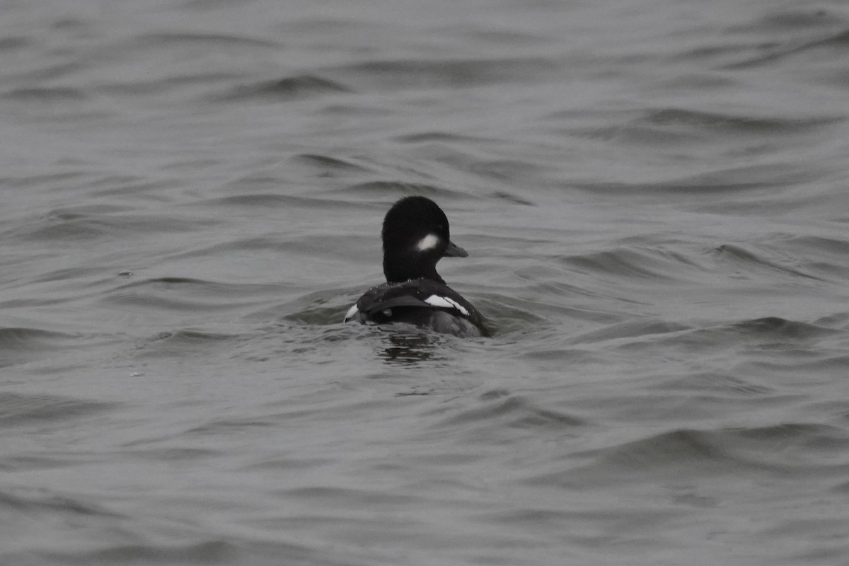 Bufflehead - ML401357011