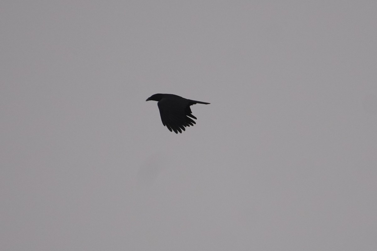 American Crow - ML401357031