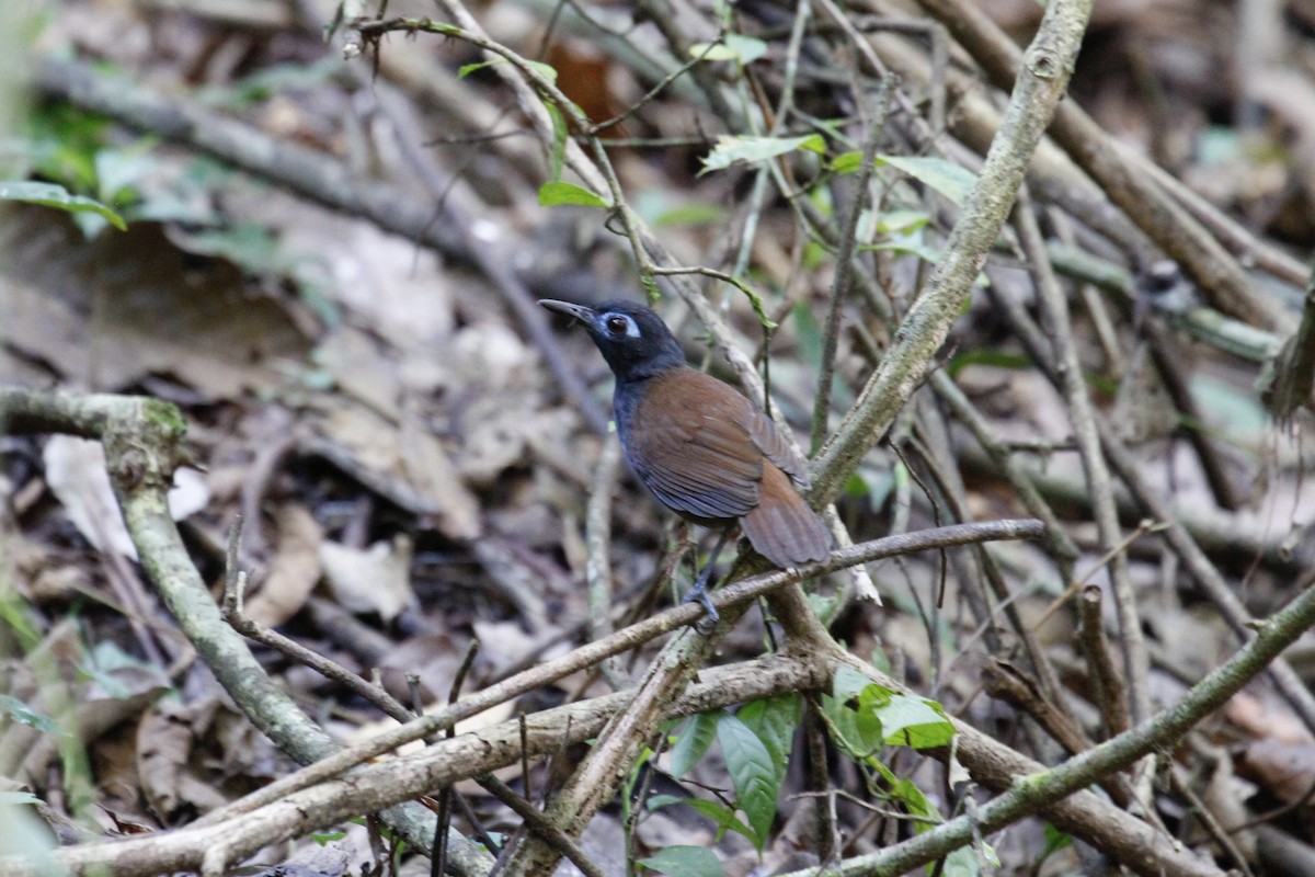 Chestnut-backed Antbird (Chestnut-backed) - ML401357411