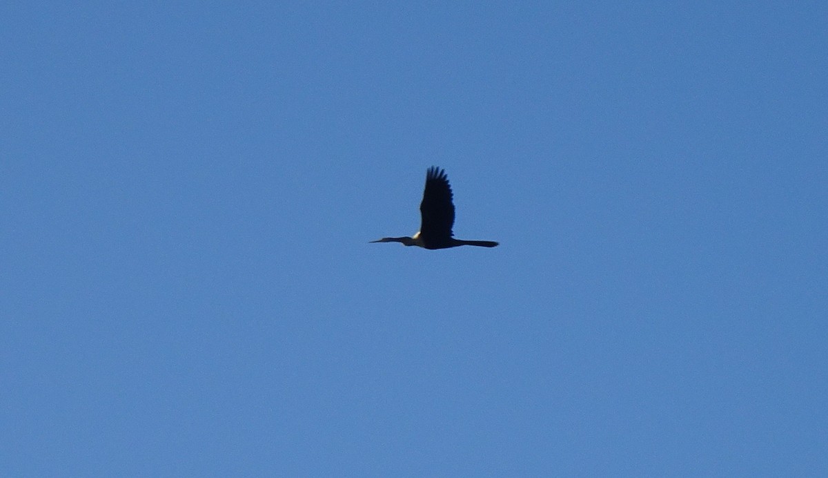 anhinga americká - ML401358061