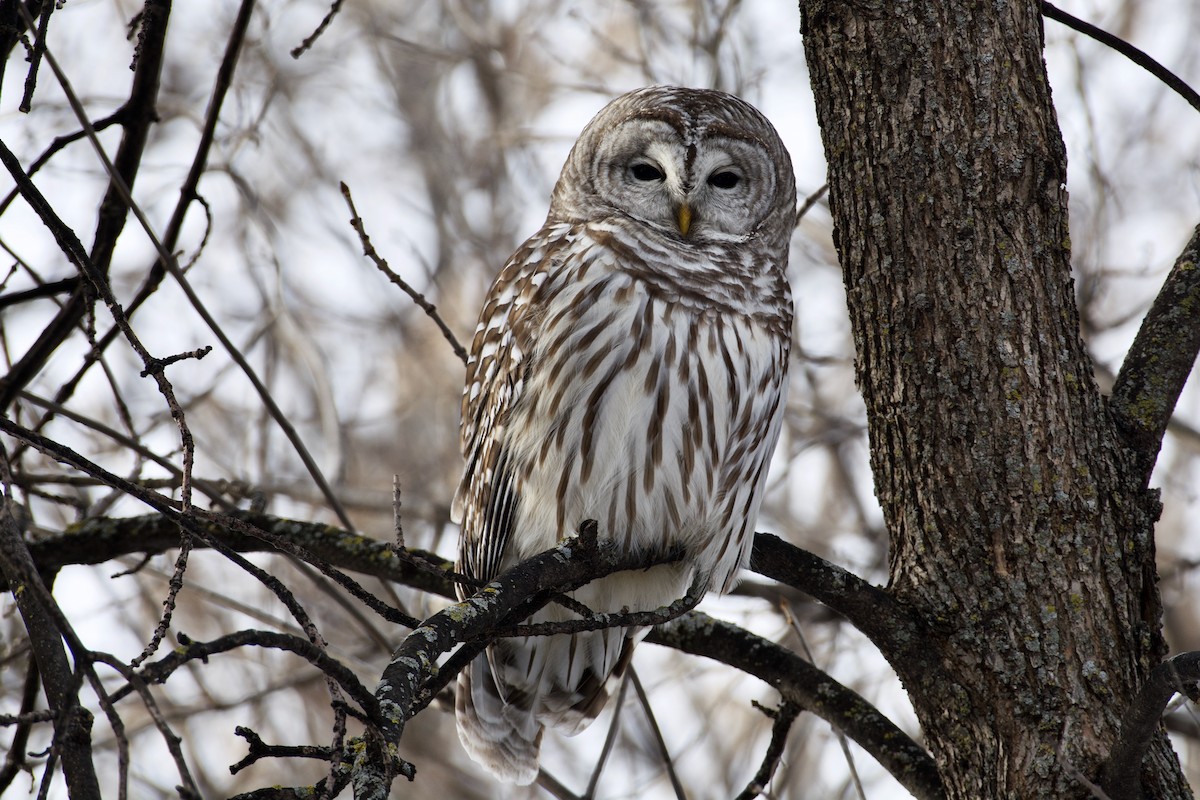 Barred Owl - John Breker