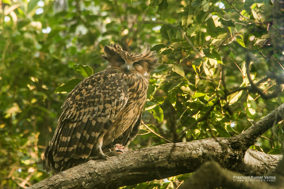 Tawny Fish-Owl - Prashant Kumar