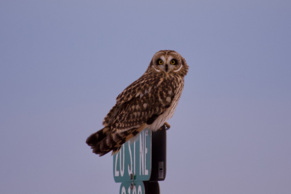 Short-eared Owl - John Breker