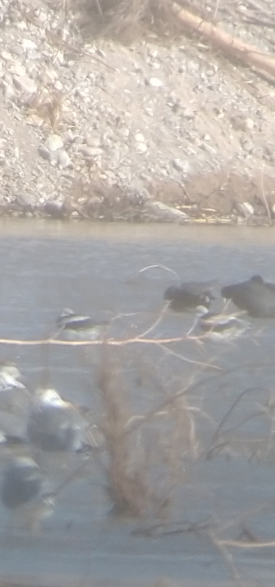 Avoceta Americana - ML401360101