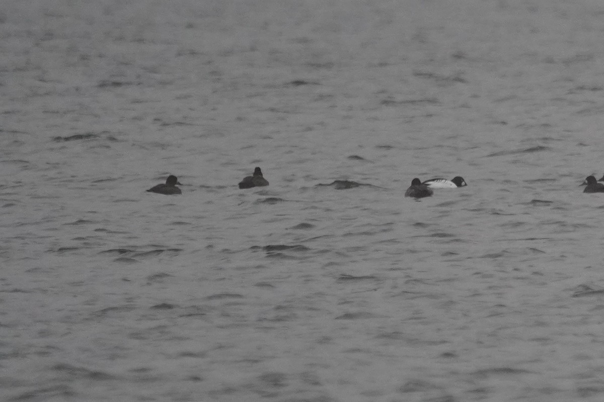 Greater Scaup - ML401360181