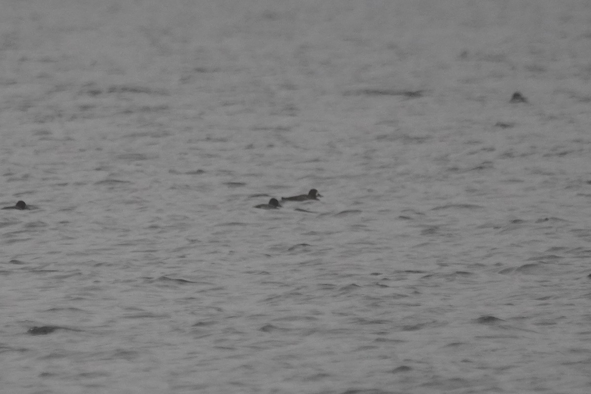 Greater Scaup - ML401360201