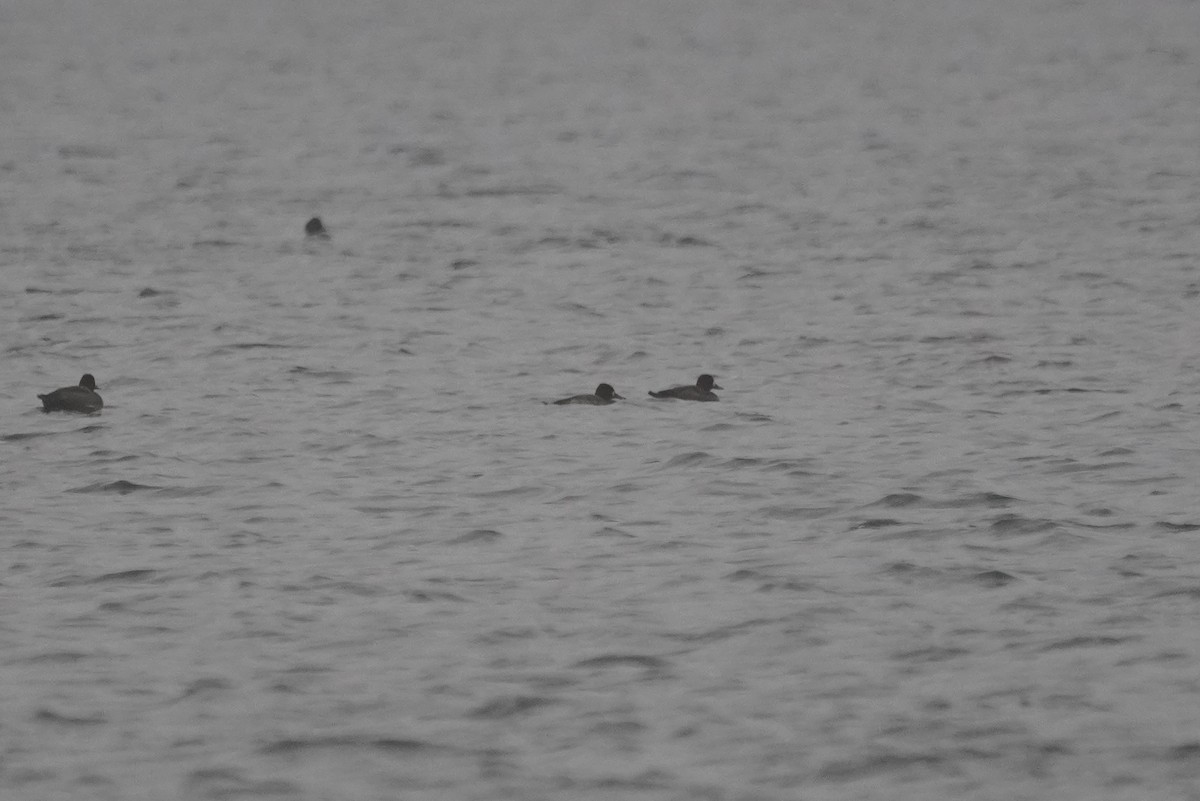 Lesser Scaup - ML401361051