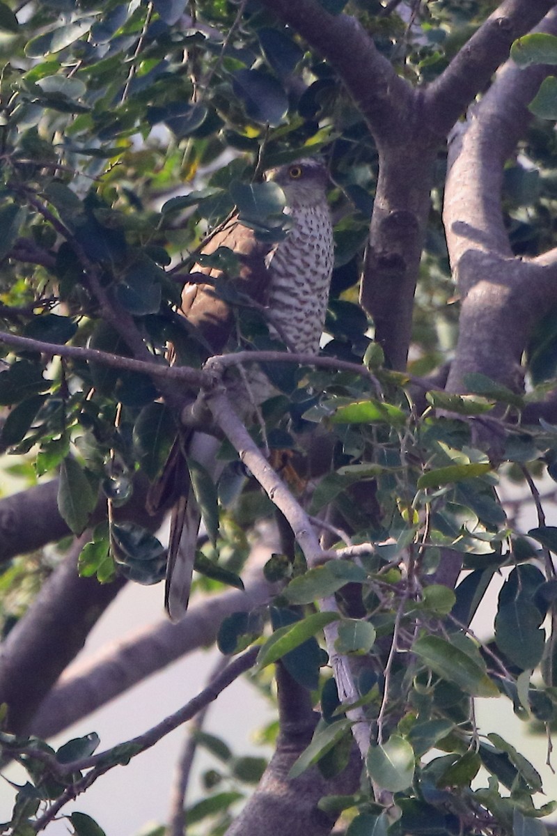 Eurasian Sparrowhawk - ML401361071