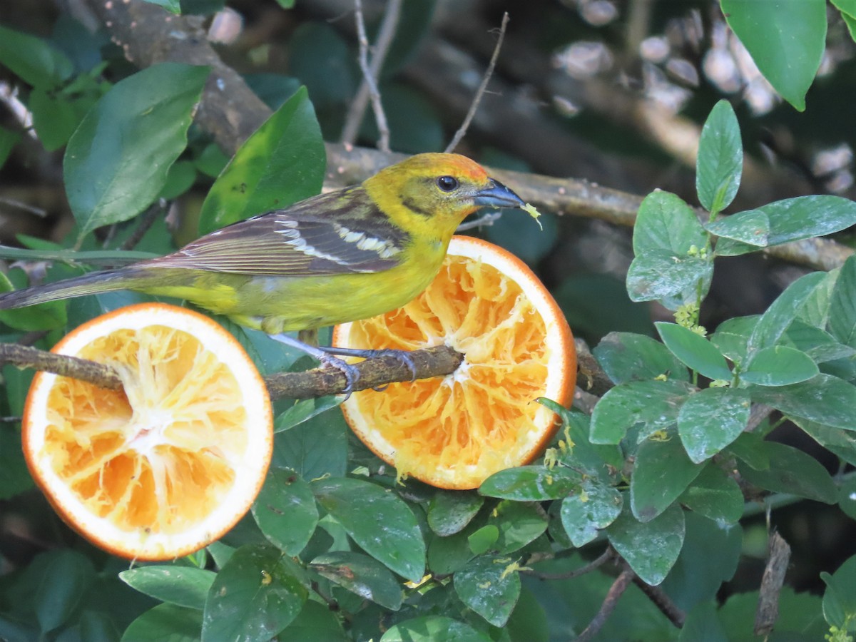 Flame-colored Tanager - Phil Lehman