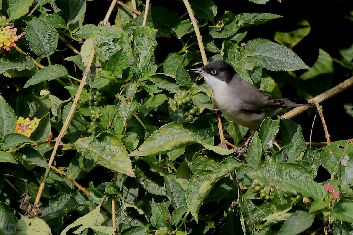 Eastern Orphean Warbler - Gopi Sundar