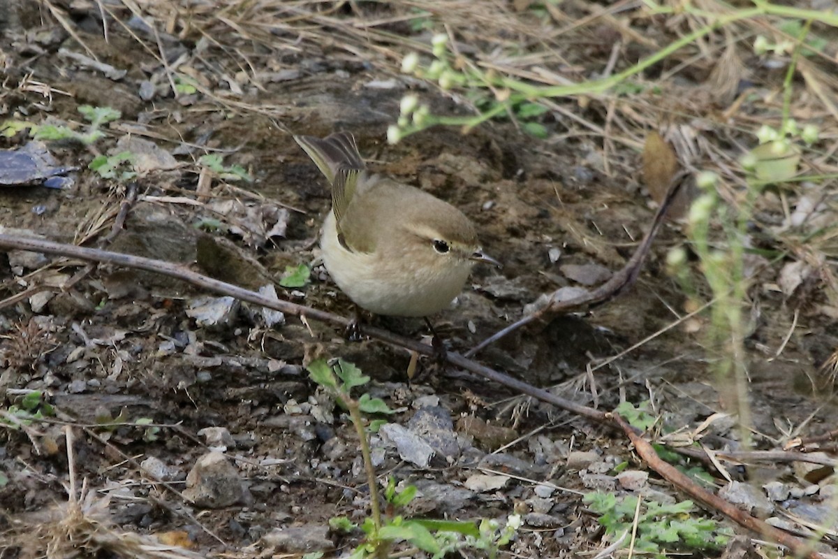 Mosquitero Común - ML401361681