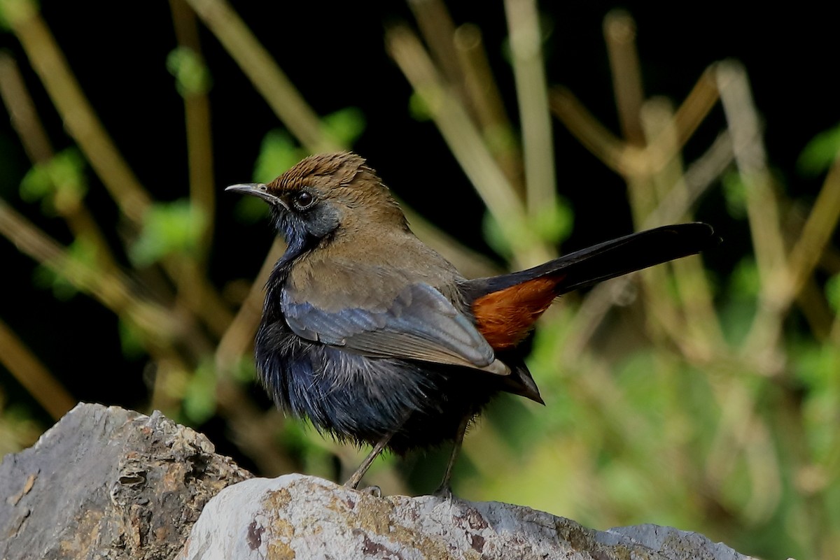 Indian Robin - Gopi Sundar