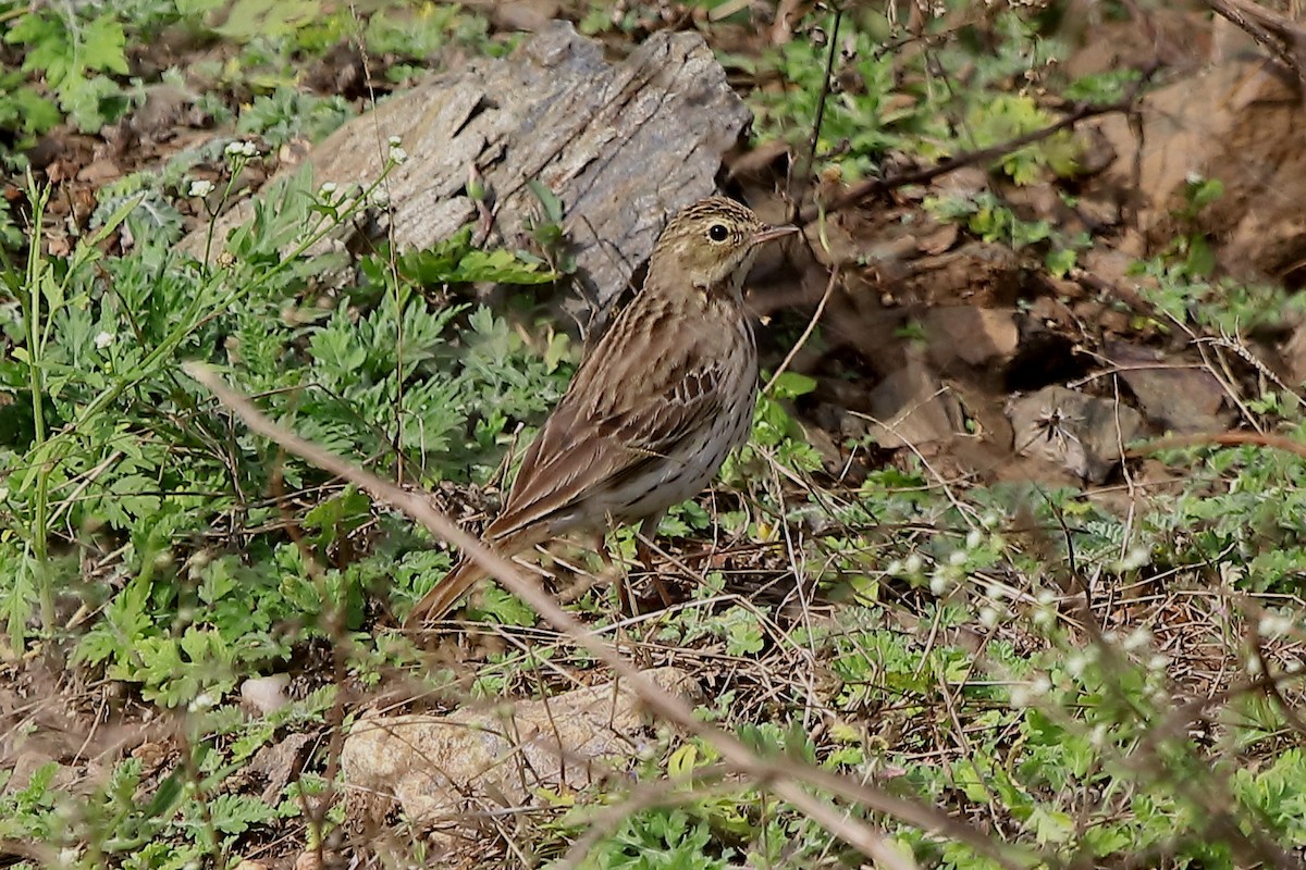 Tree Pipit - Gopi Sundar