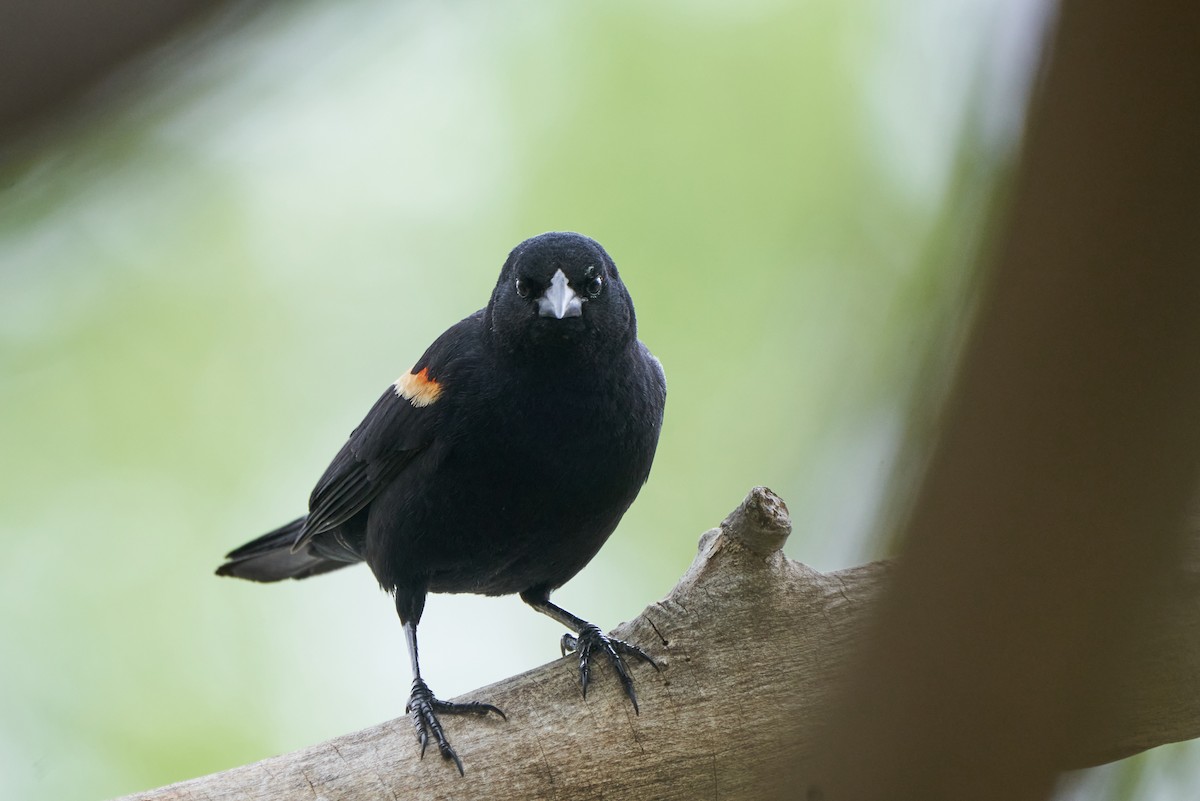 Red-winged Blackbird - ML401363131