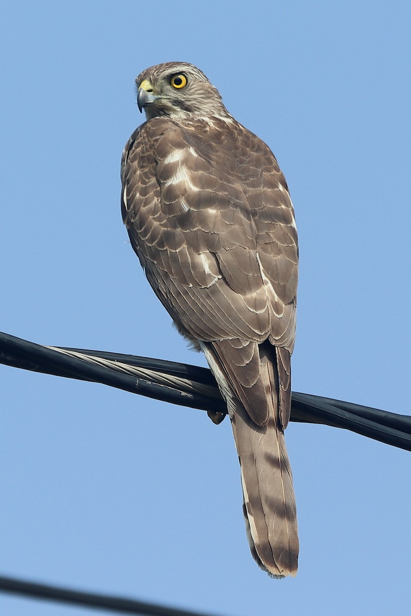 Shikra - Gopi Sundar