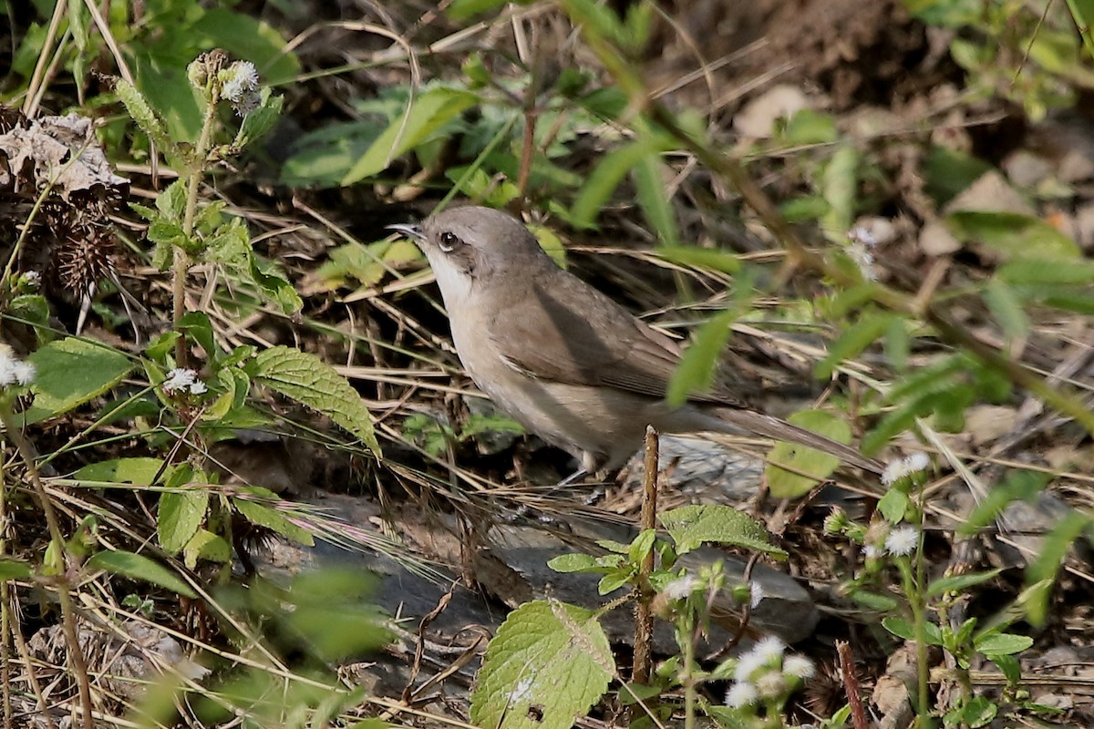 Lesser Whitethroat - Gopi Sundar