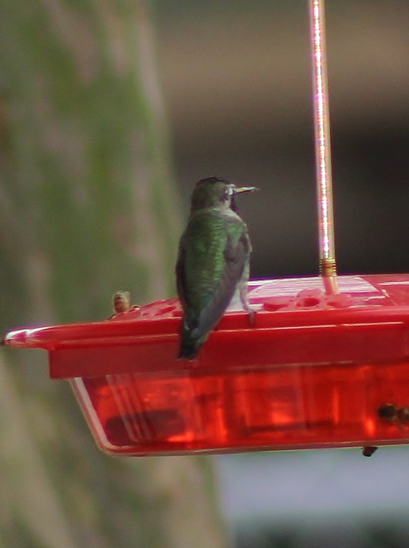 Anna's Hummingbird - ML401366641