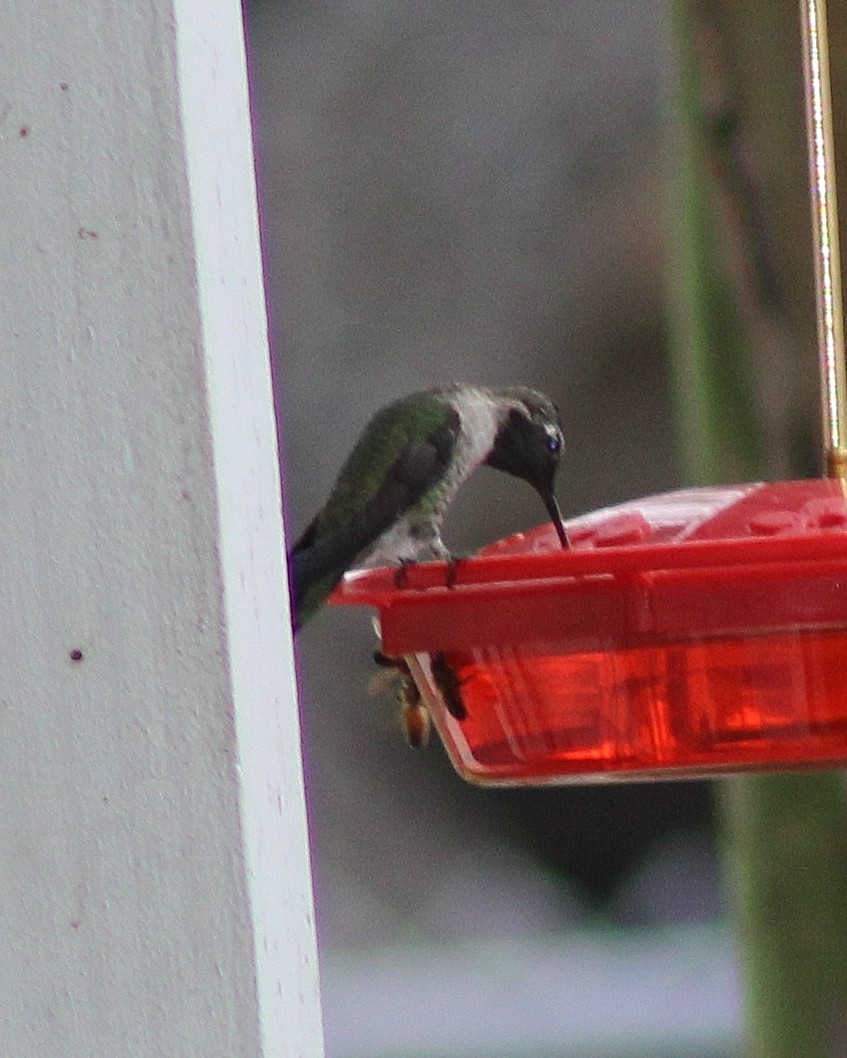 Anna's Hummingbird - ML401366681