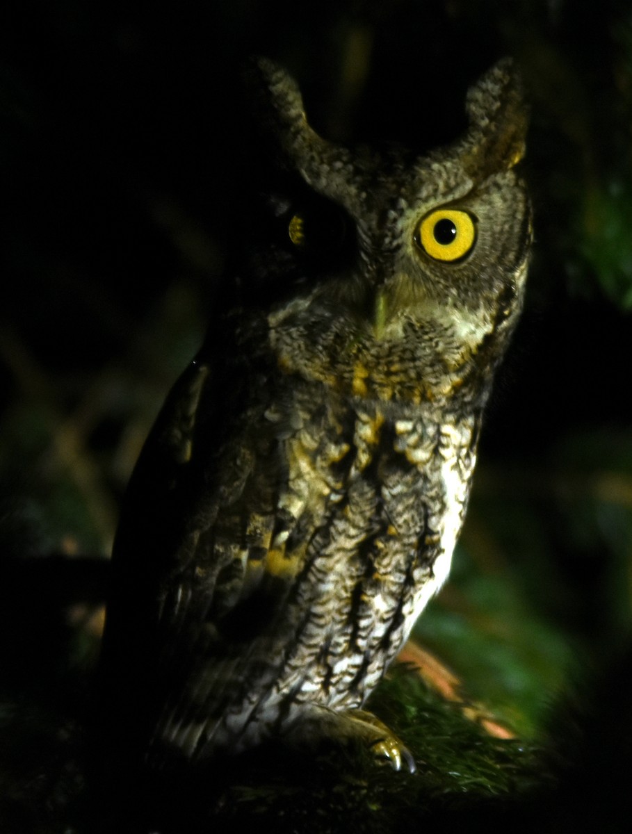 Eastern Screech-Owl - joe greco