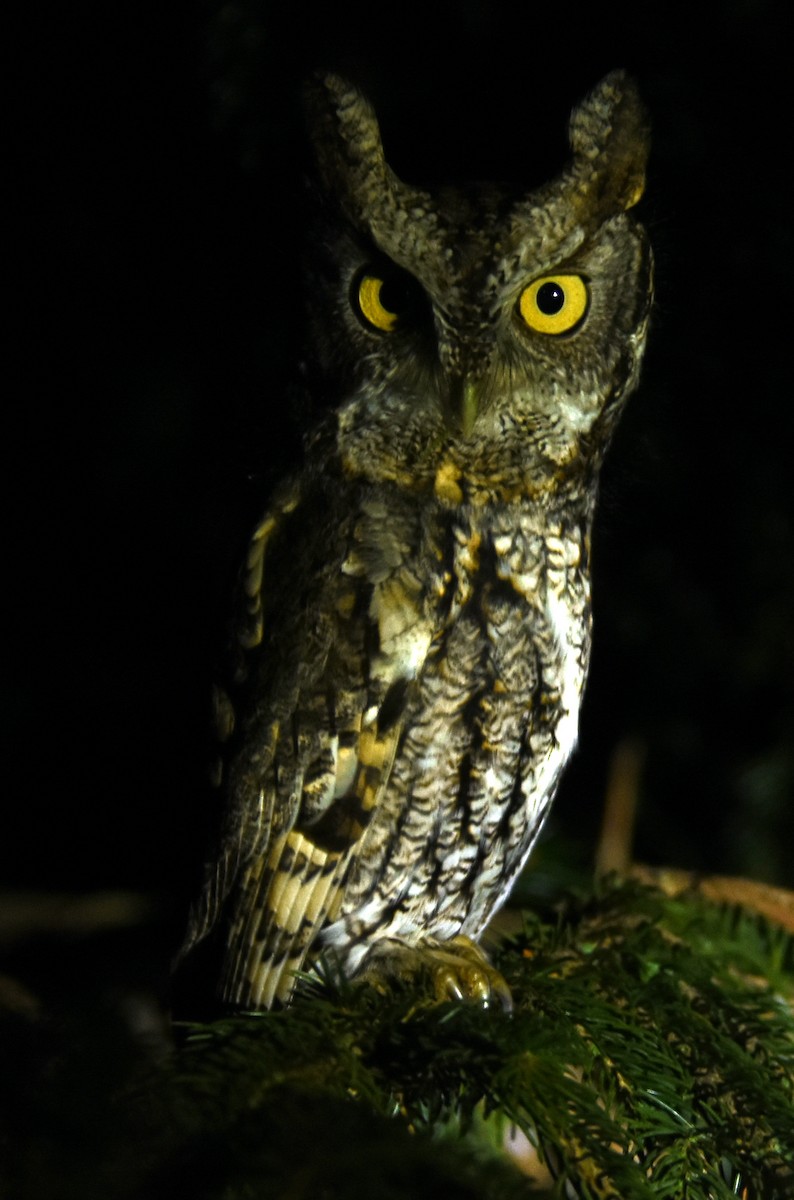 Eastern Screech-Owl - joe greco