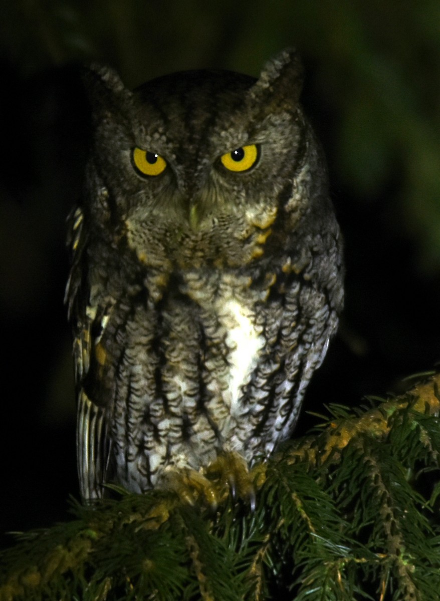 Eastern Screech-Owl - joe greco