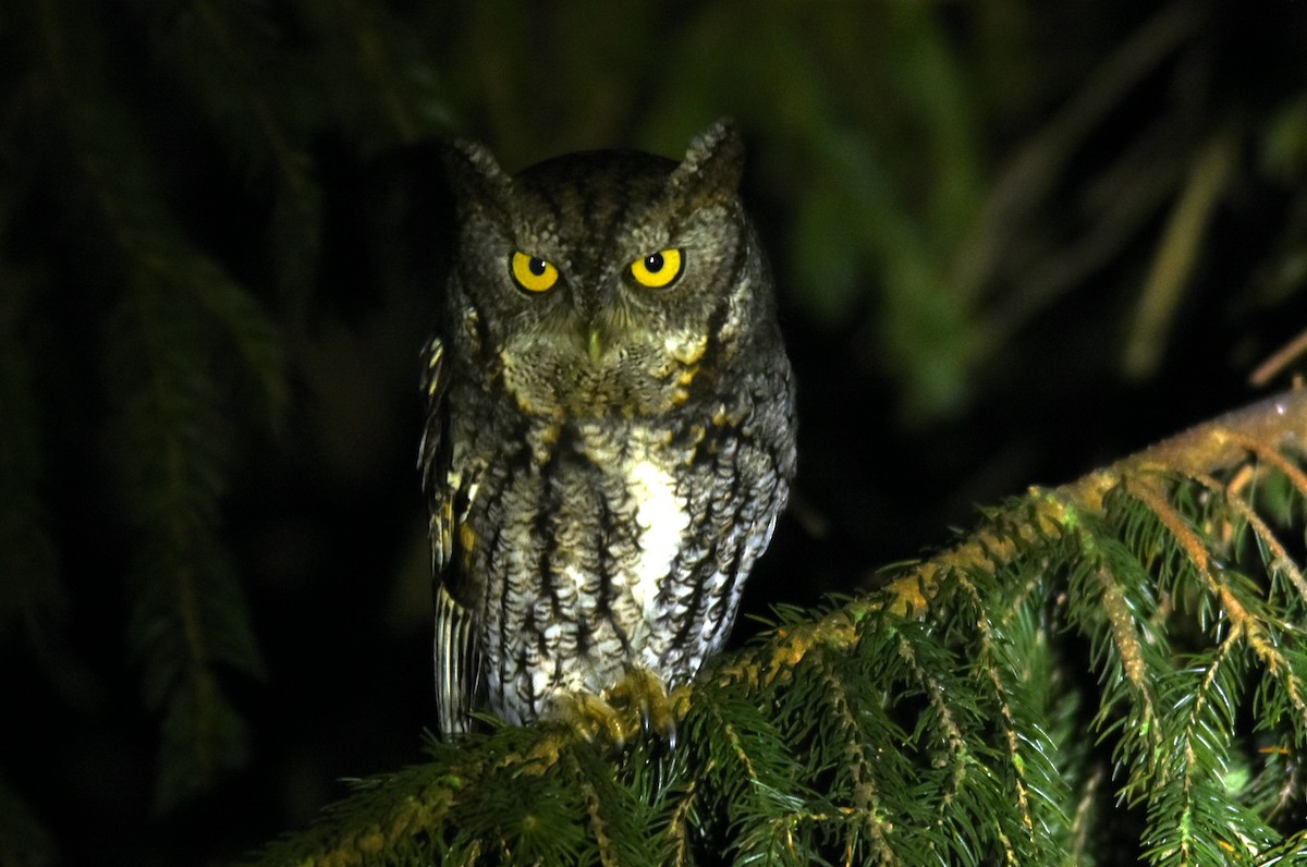 Eastern Screech-Owl - joe greco