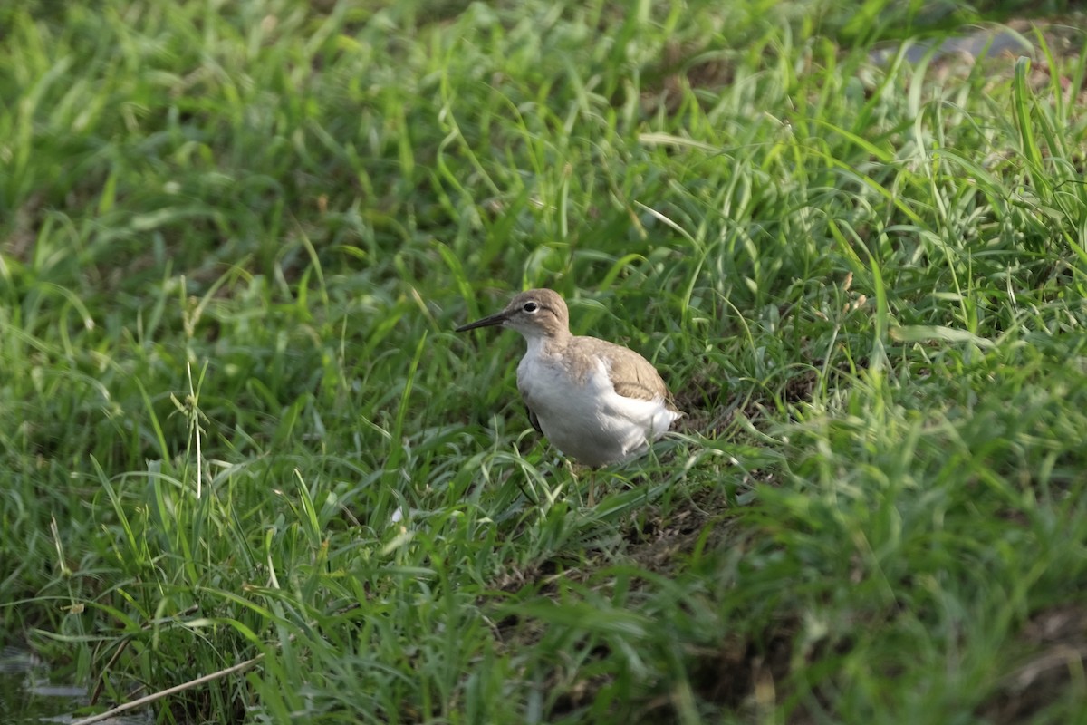 Spotted Sandpiper - Austin C & Haocong R