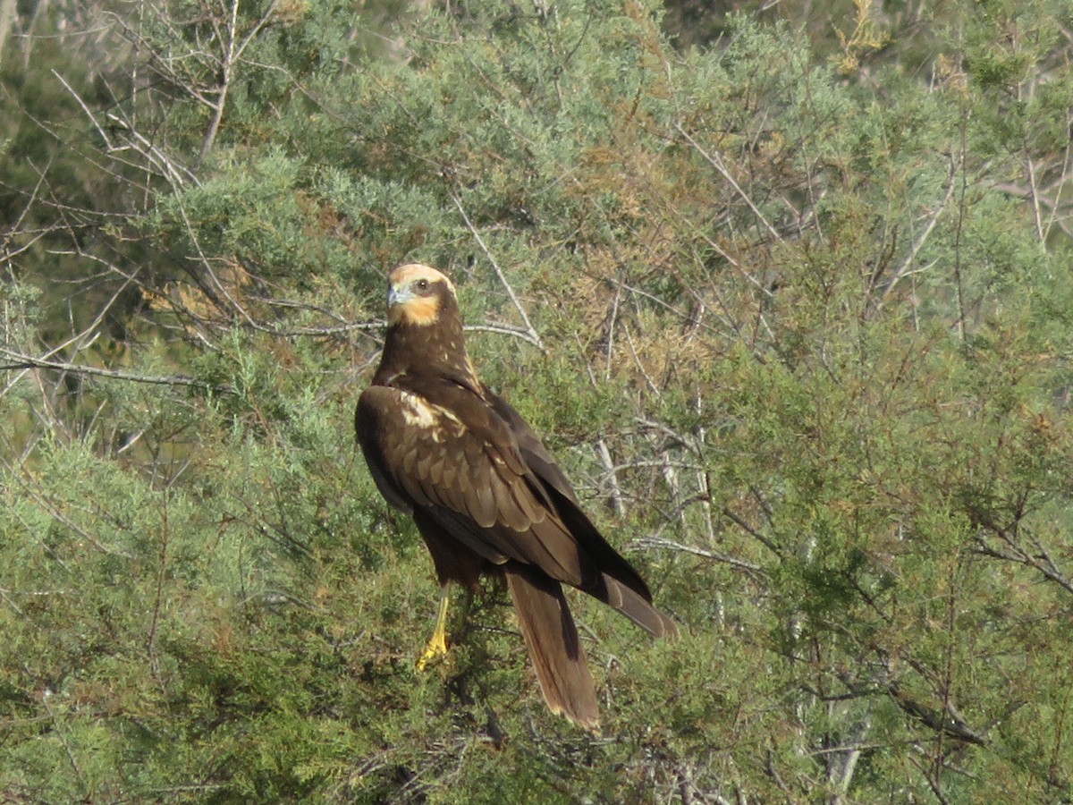 Western Marsh Harrier - ML40136821