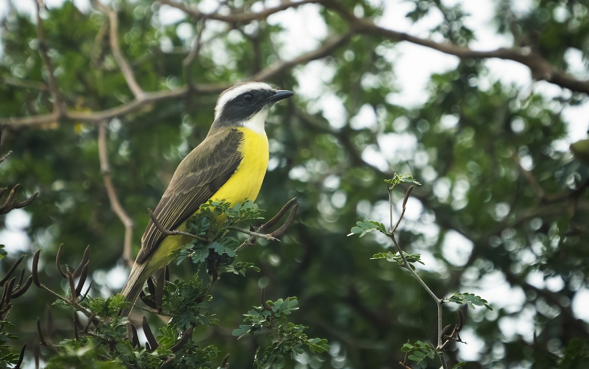 Social Flycatcher - ML401369151