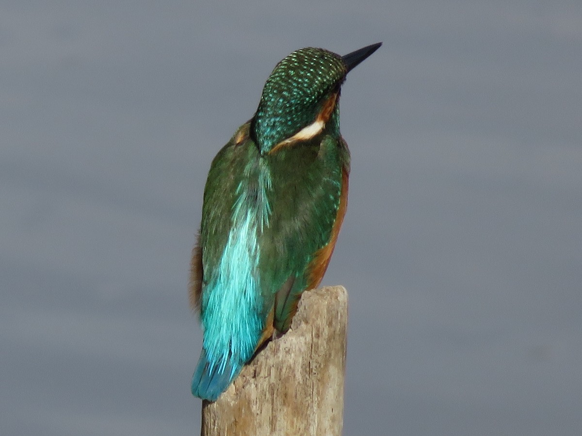 Common Kingfisher - ML40137031