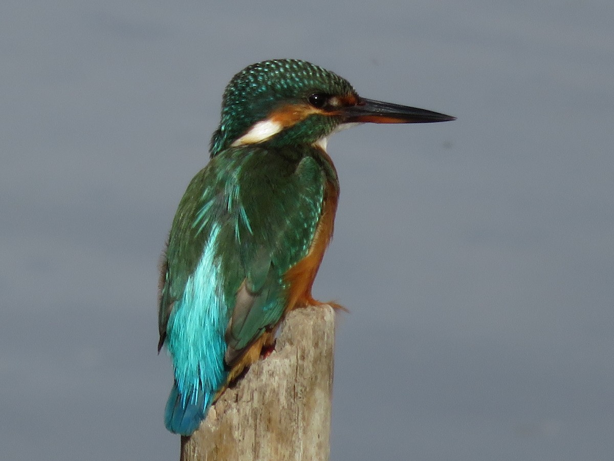 Common Kingfisher - ML40137051