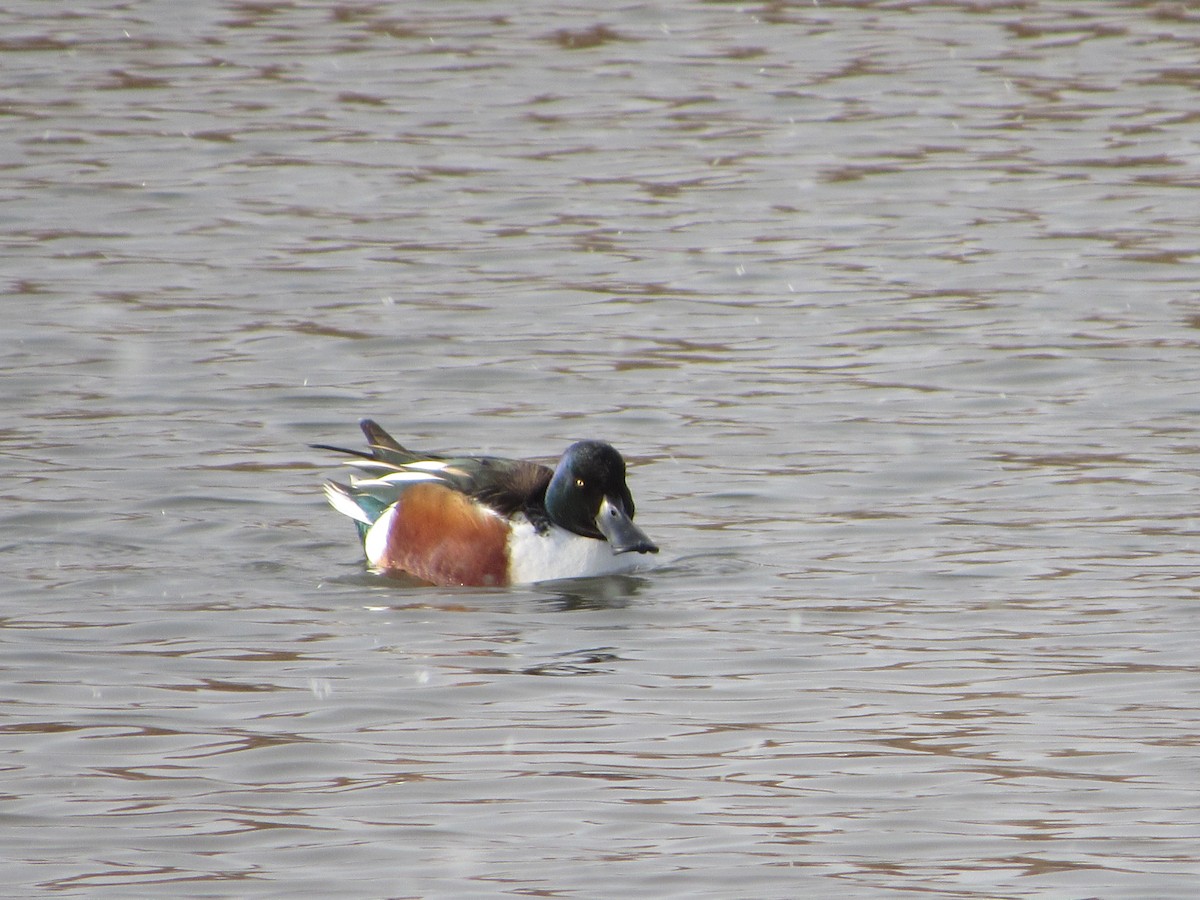 Northern Shoveler - Mark Patterson