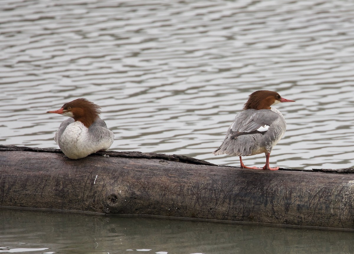 Common Merganser (North American) - ML401372931