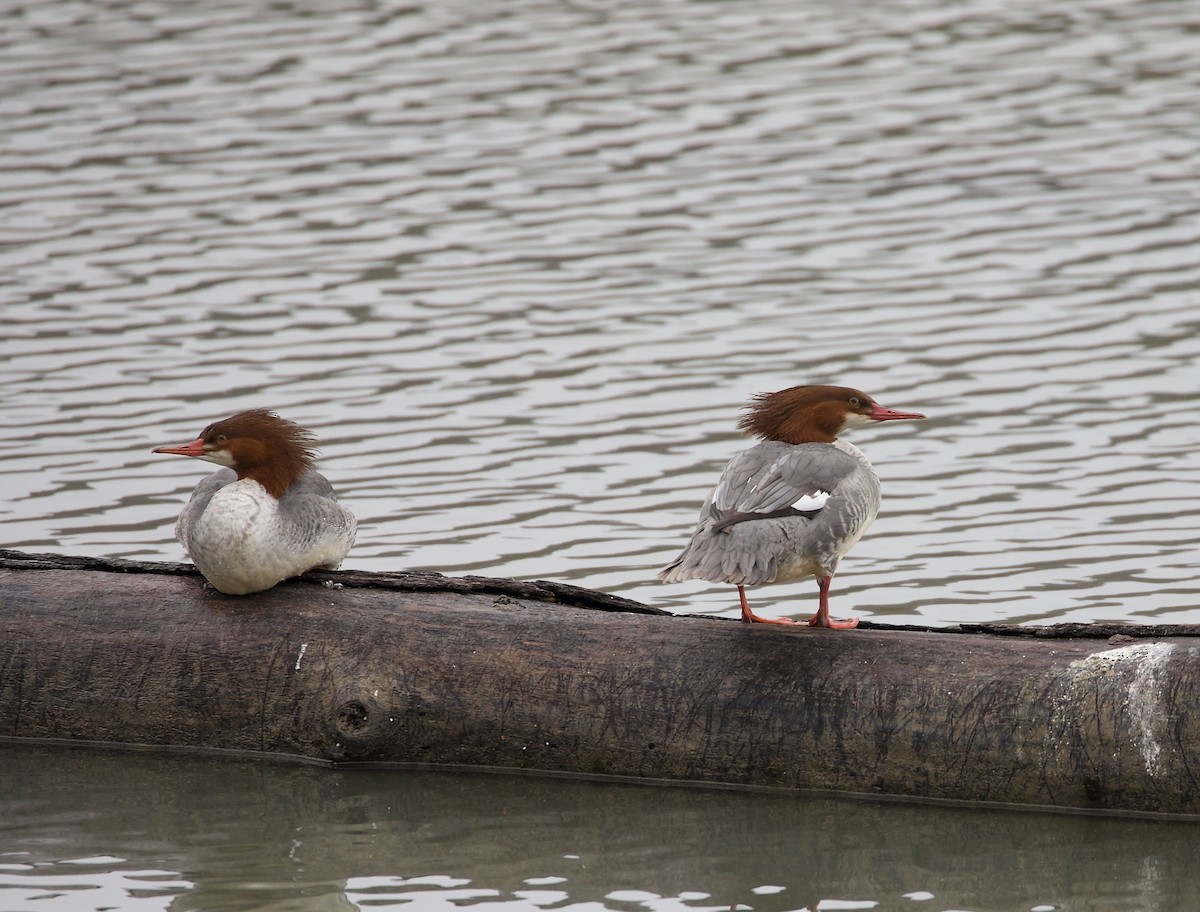 Common Merganser (North American) - ML401372941