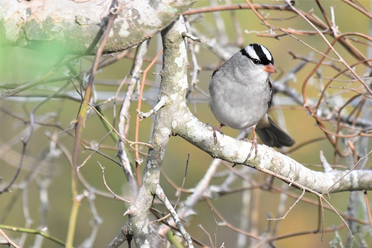 White-crowned Sparrow - ML401374741