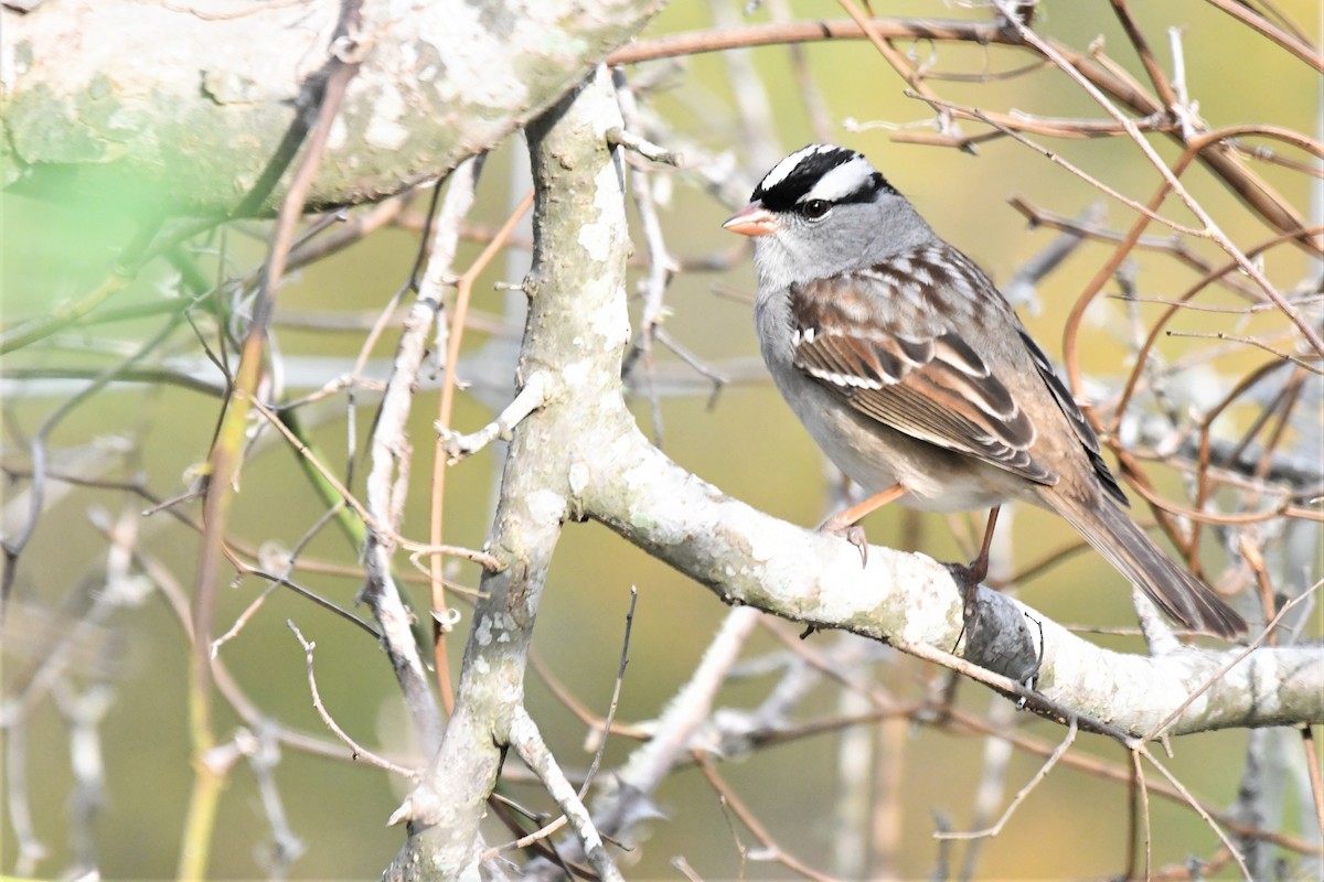 White-crowned Sparrow - ML401374751