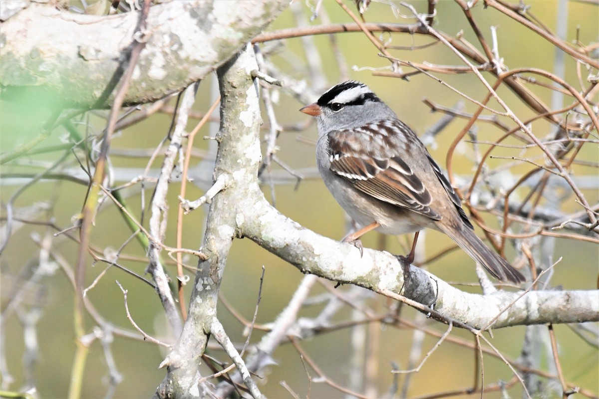 White-crowned Sparrow - ML401374761