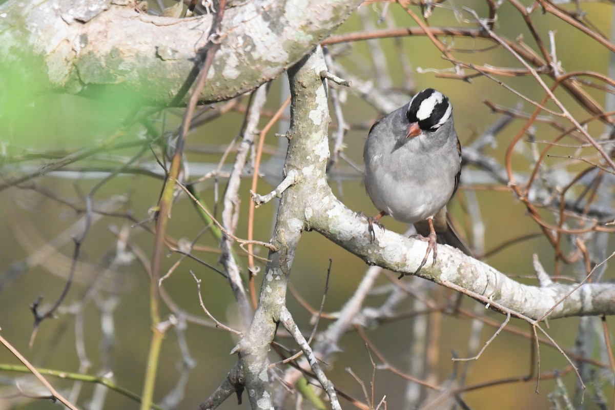 White-crowned Sparrow - ML401374771